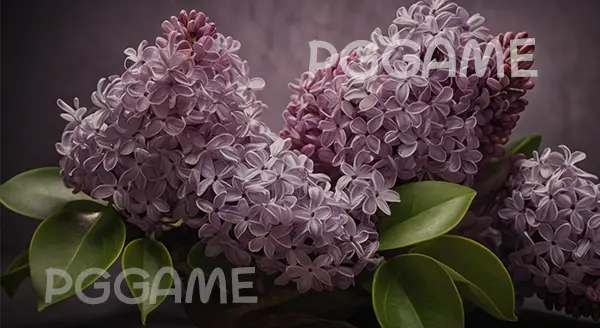 ประวัติ ดอกไลแลค